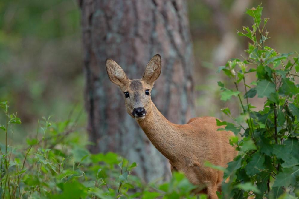 Genieten Op De Veluwe Van Rust En Natuur Putten Ngoại thất bức ảnh